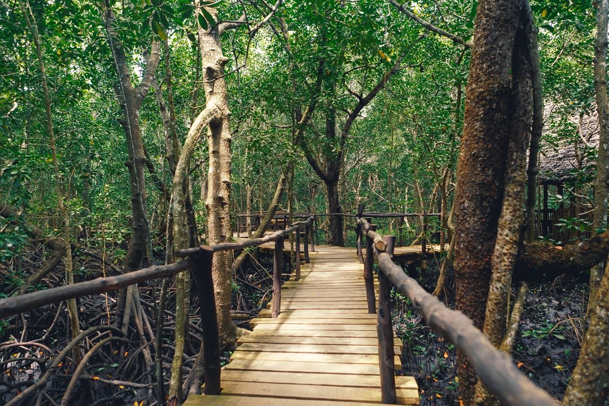 Parcul National Jozani Chwaka Bay - Zanzibar