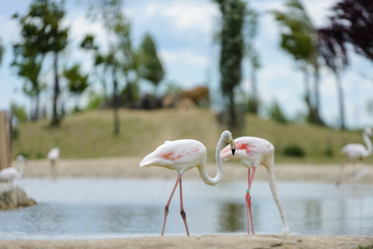 Flamingo - Corfu