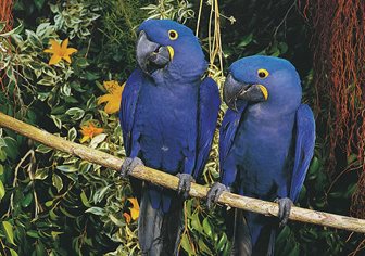 Jungle Parque