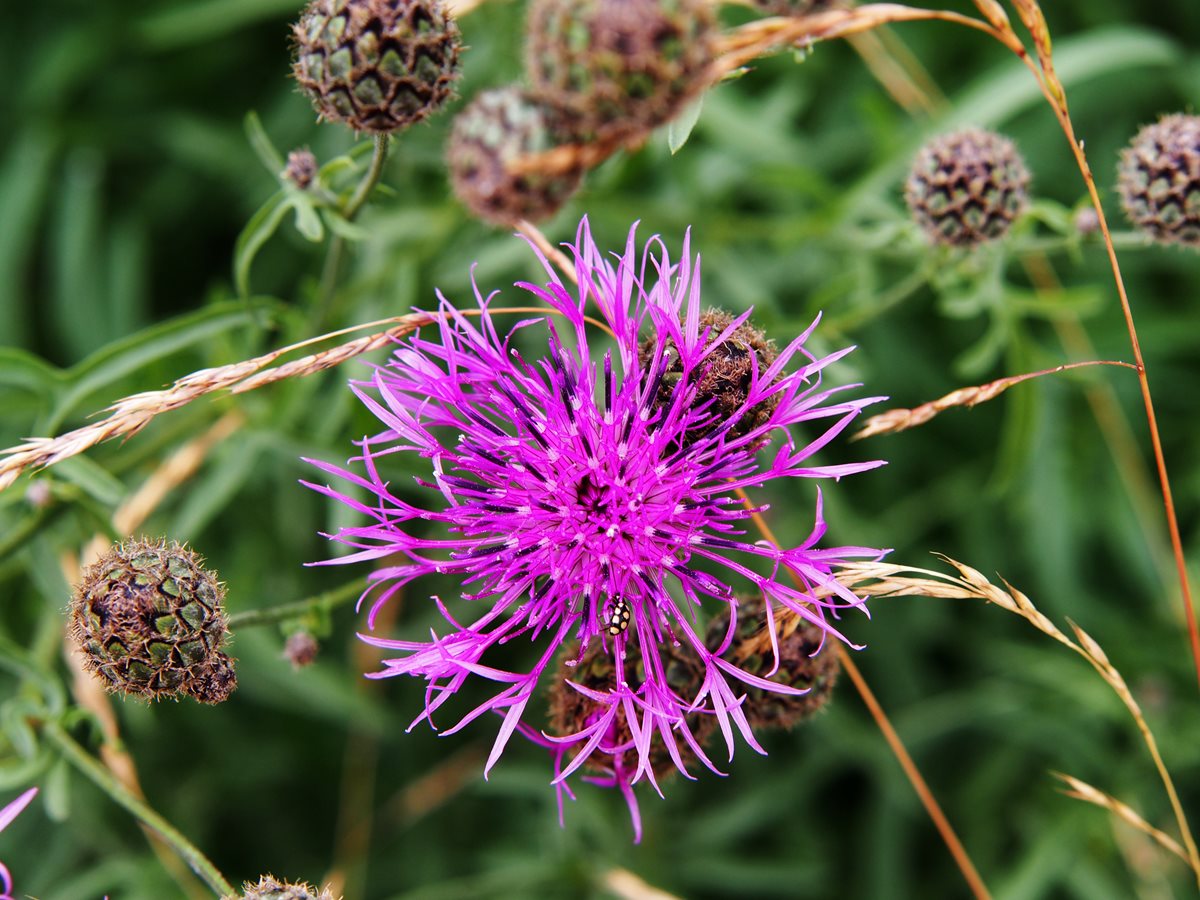 Centaurea scabiosa - Dubrovnik