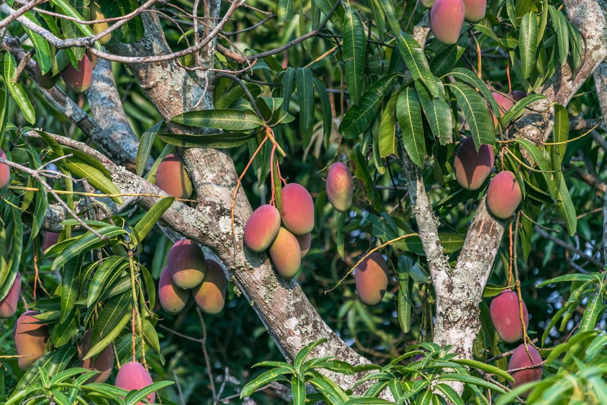 Arbore de mango - Luzo