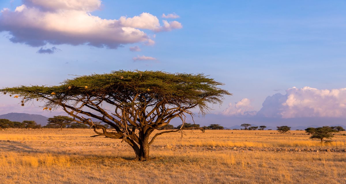 Traseu perfect de 7/10 zile in Kenya: Cum sa imbini Masai Mara cu plajele din Diani Beach
