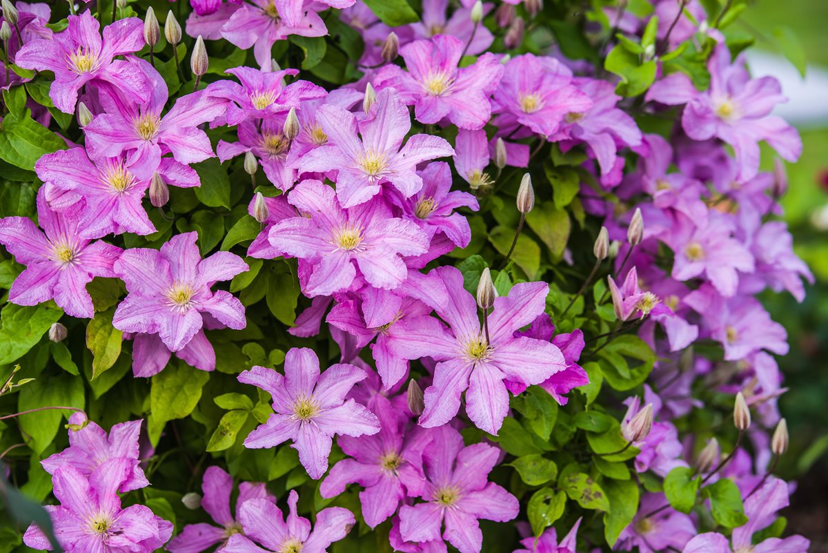 Purple Clematis - Danang