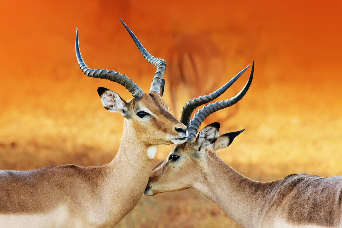 Antilope Antilope