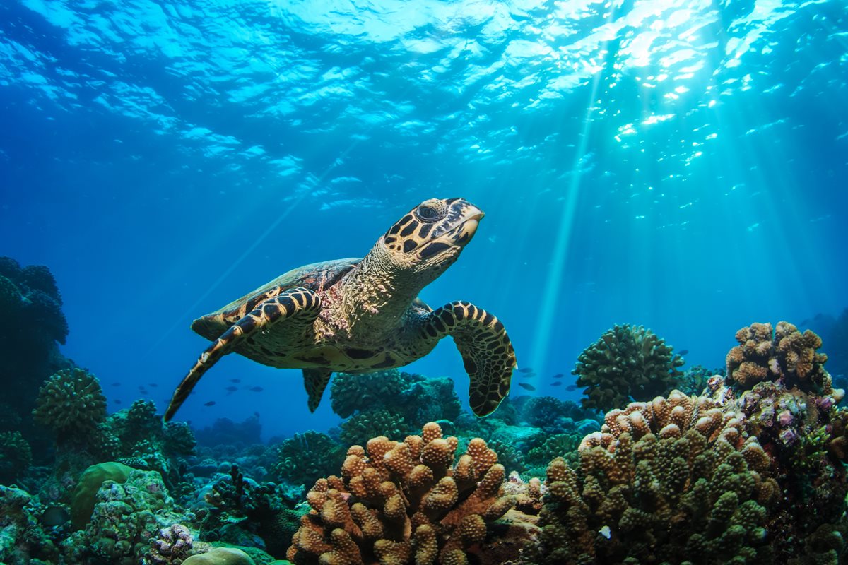 Broasca testoasa Loggerhead - Mallorca