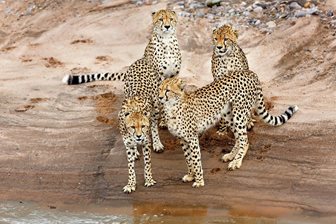 Parcul Național Masai Mara, gheparzi