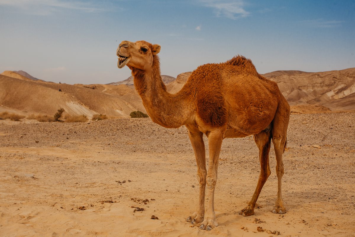 Camila - Cairo 