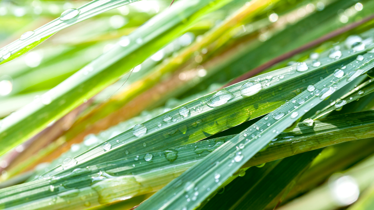 Lemongrass - Nungwi