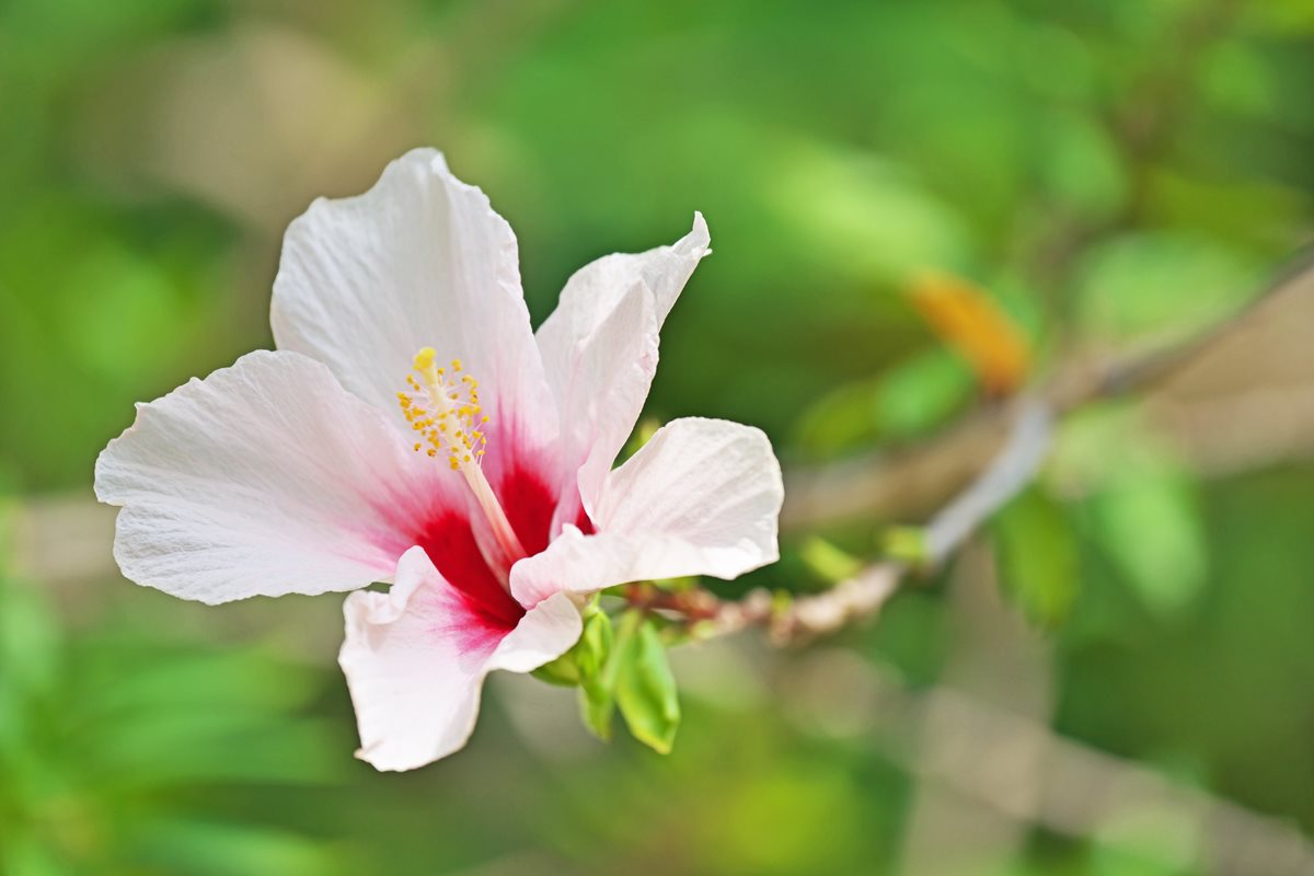 Hibiscus - Flic en Flac