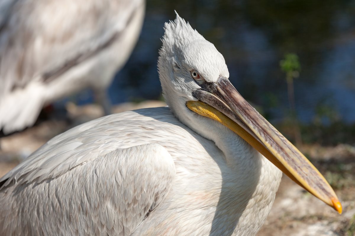 Pelican - Negombo