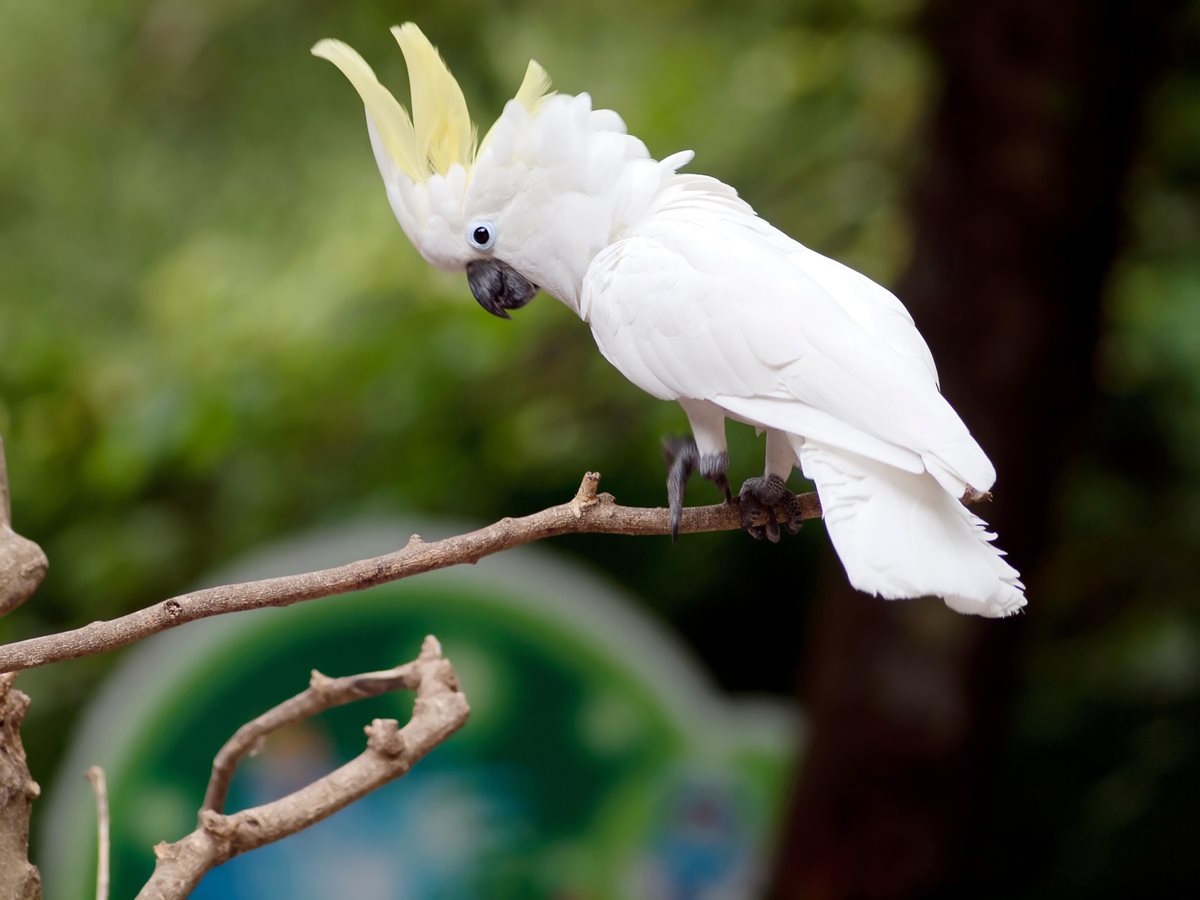 Cockatoo - Sydney