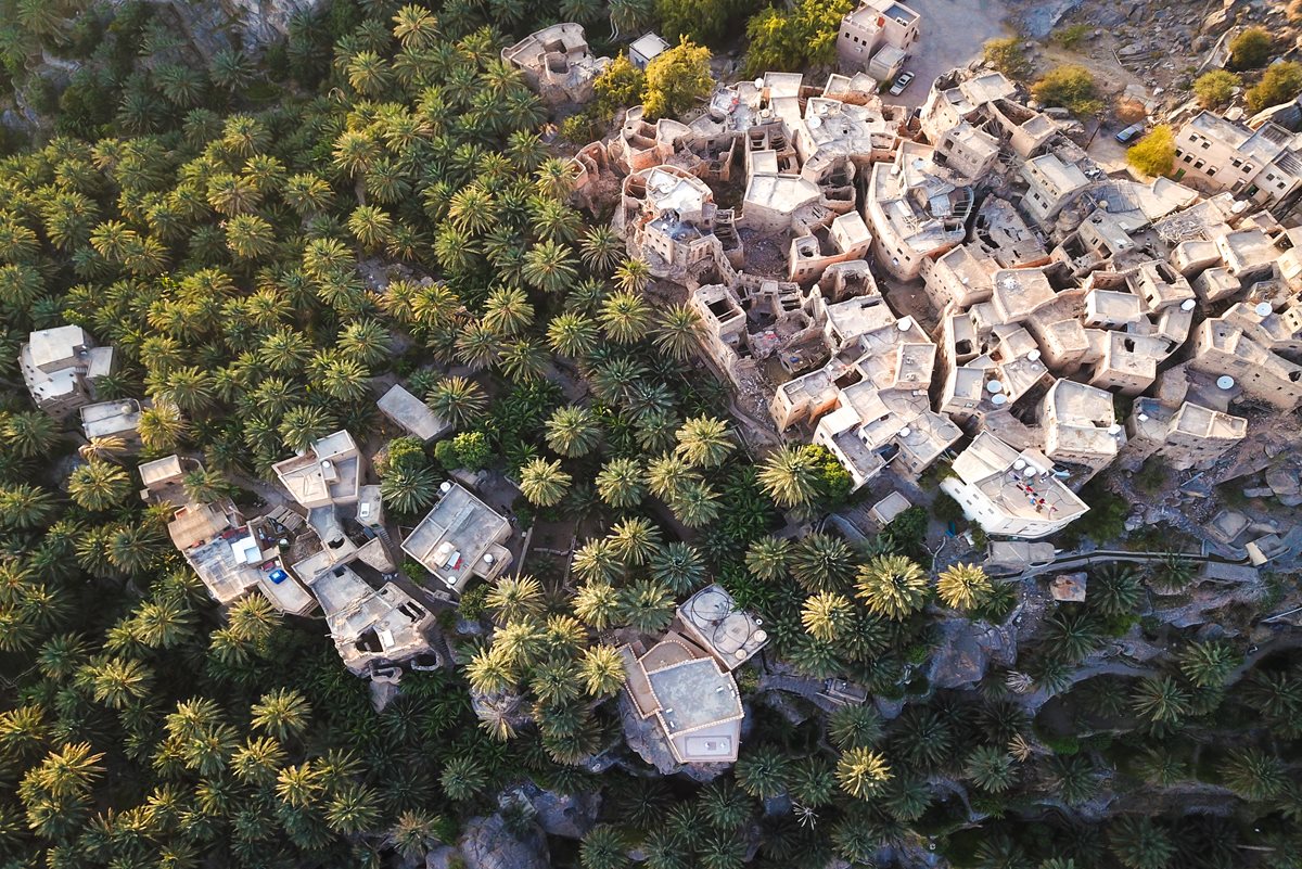 Palmieri de curmale - Umm Al Quwain