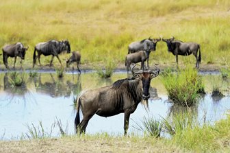 Parcul Național Masai Mara
