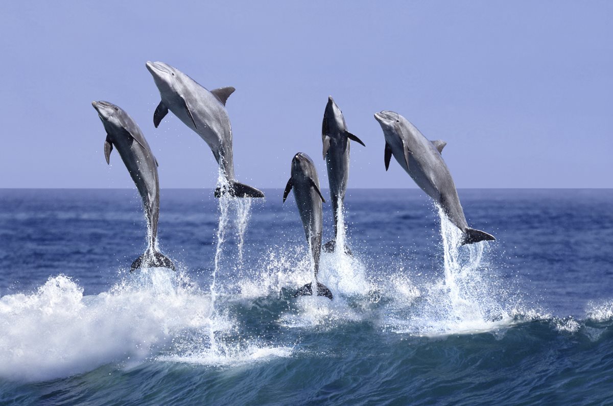 Delfini - Flic en Flac Delfini - Flic en Flac