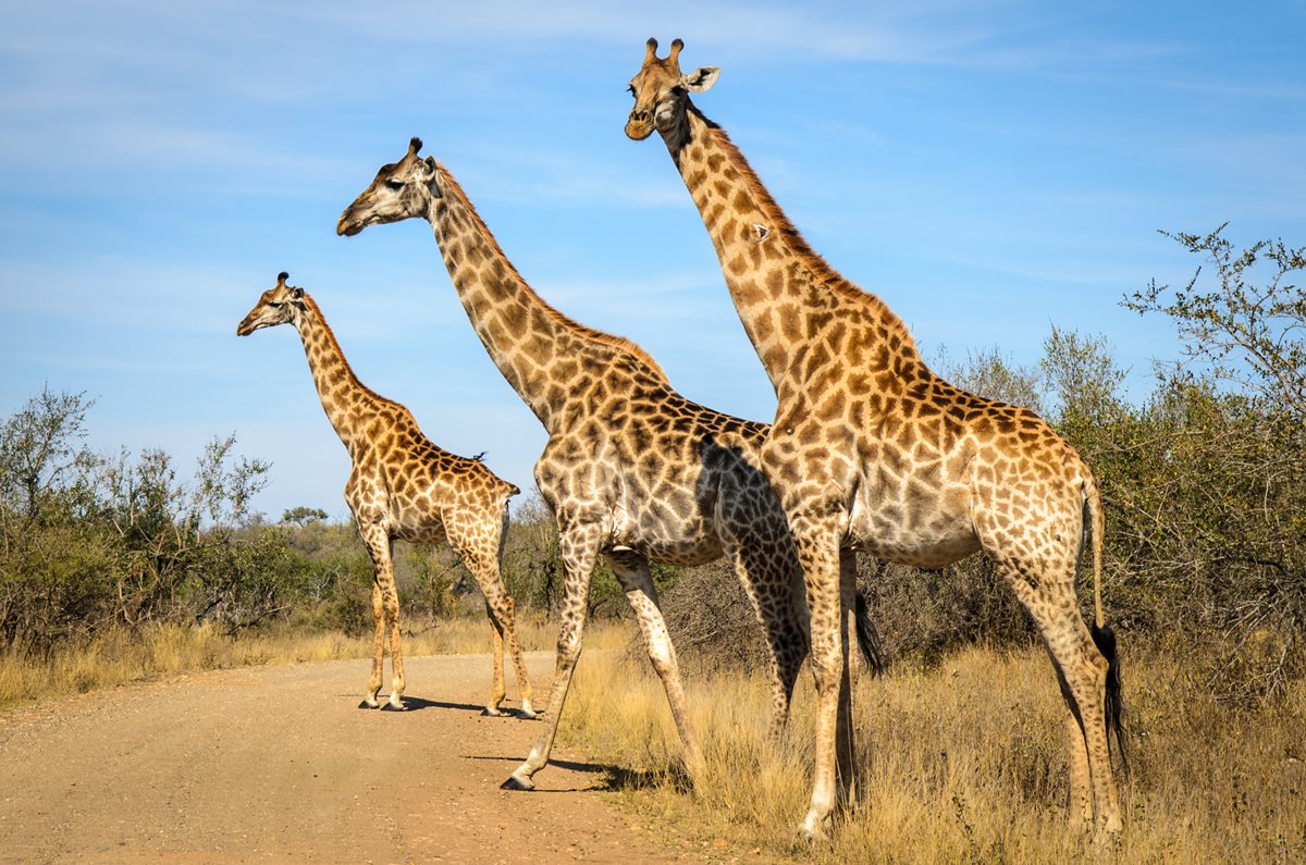 Parcul National Kruger - Republica Sud Africana
