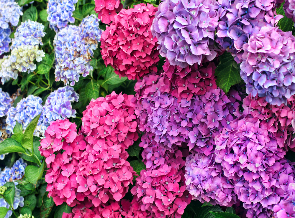 Hortensie - Danemarca