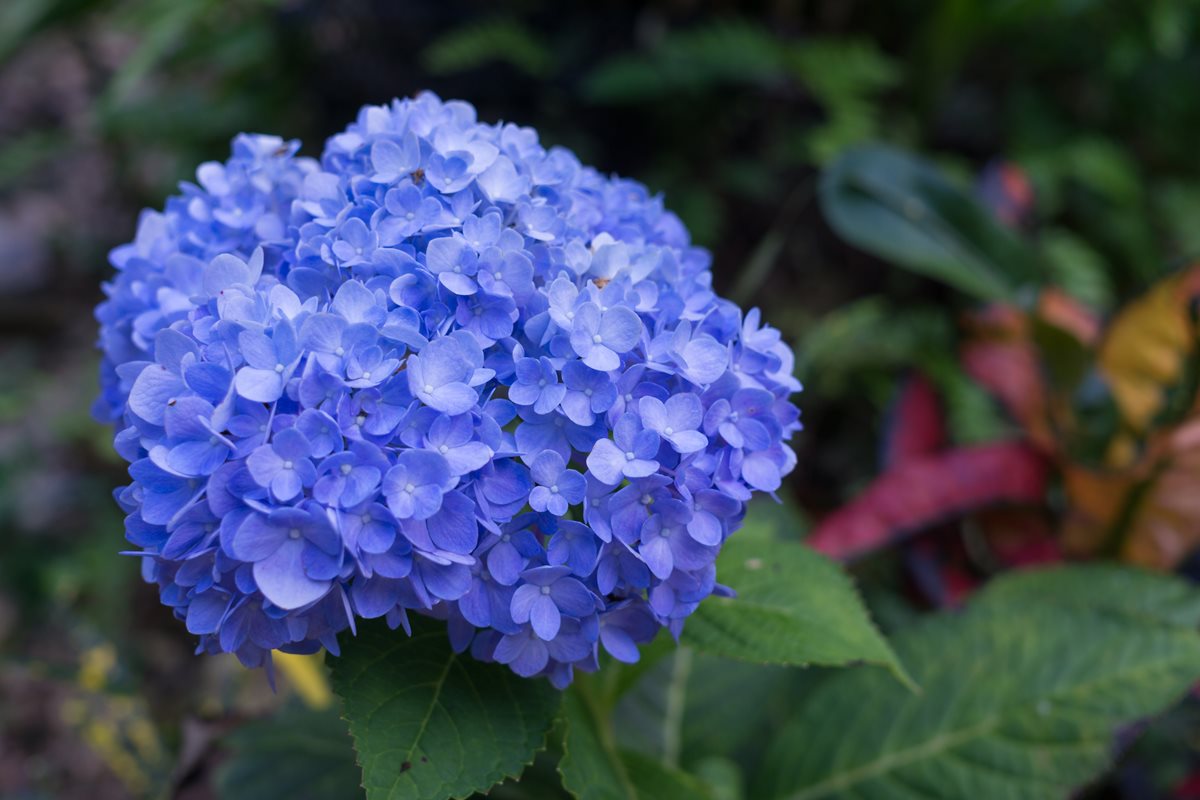 Hortensie - Funchal