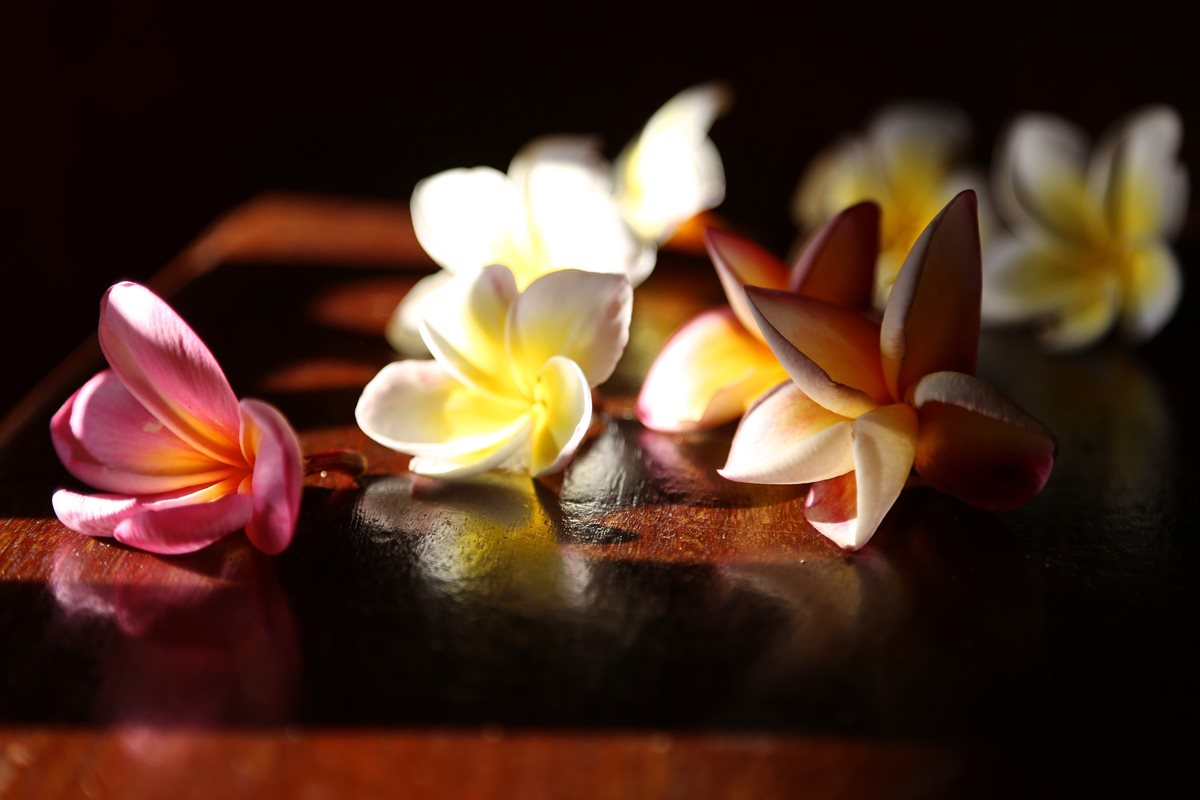 Plumeria (Frangipani) - Flic en Flac