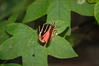 Valea fluturilor