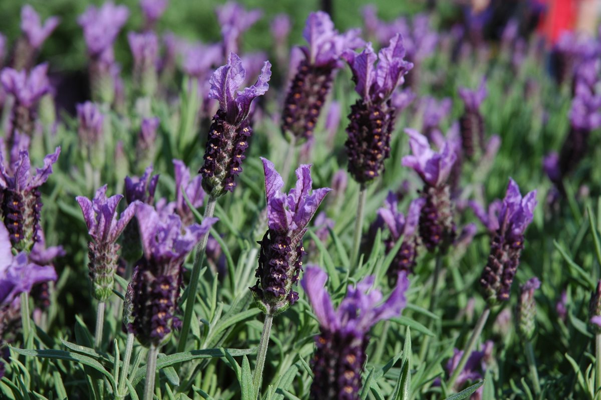 Lavanda - Algarve 