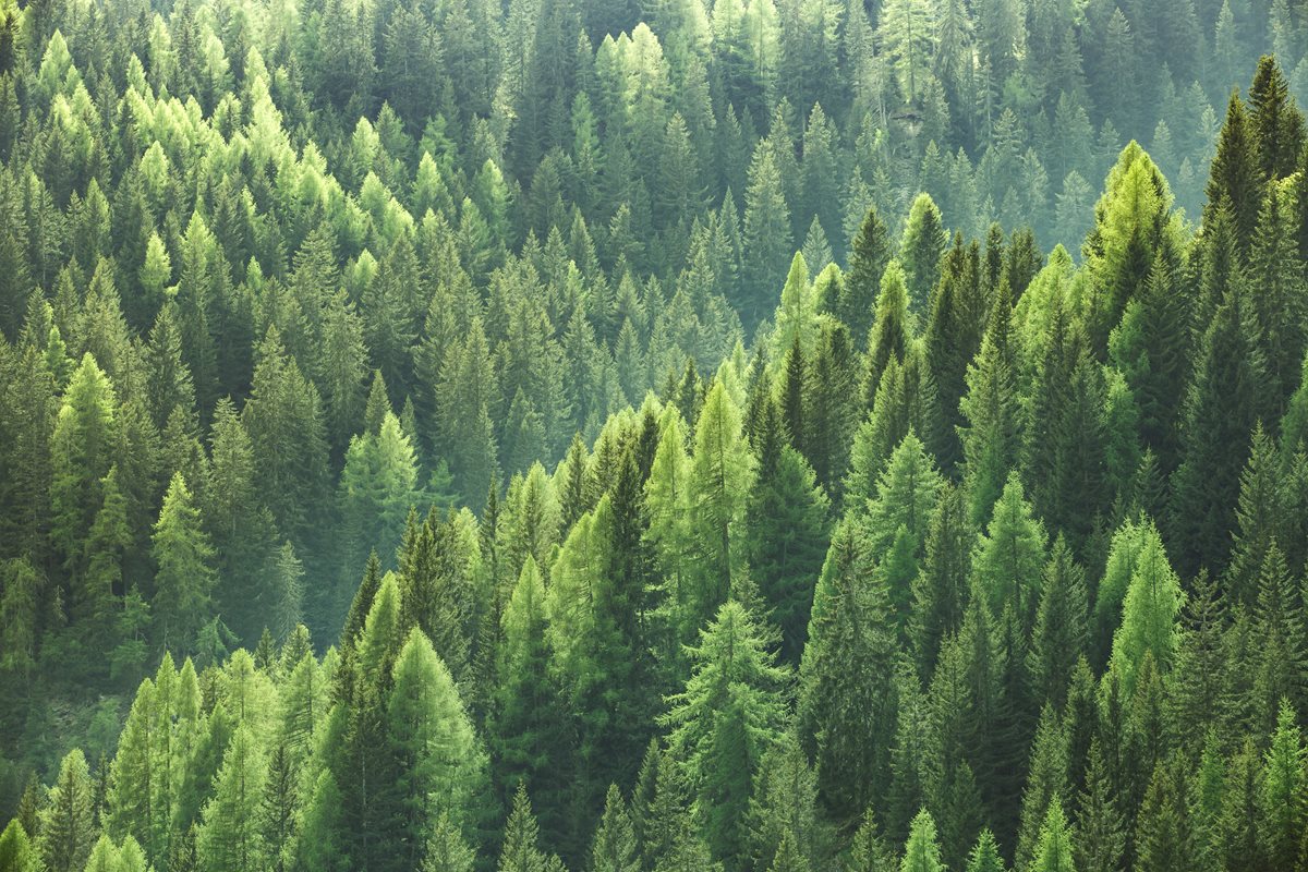 Padure de molizi - Canada 