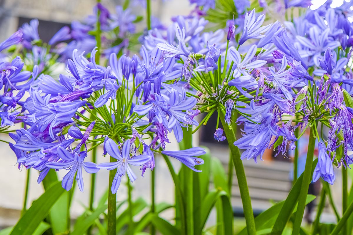 Agapanthus - Republica Sud Africana 