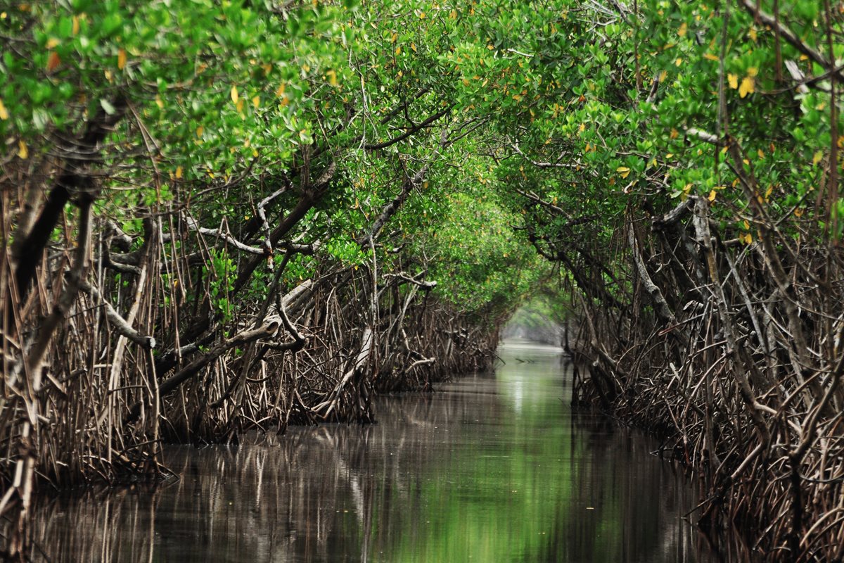 Mangrove - Vietnamul de Nord