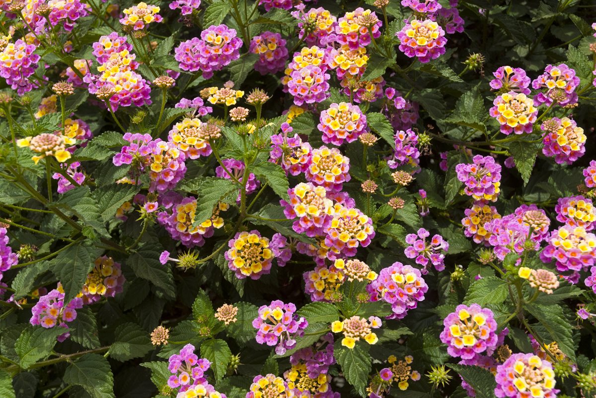 Lantana - Alanya