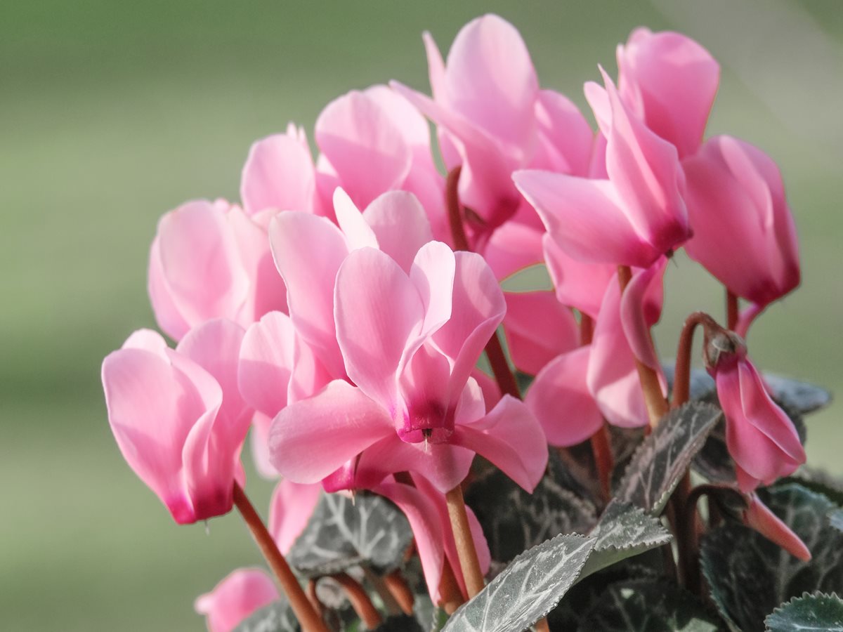 Cyclamen - Dubrovnik