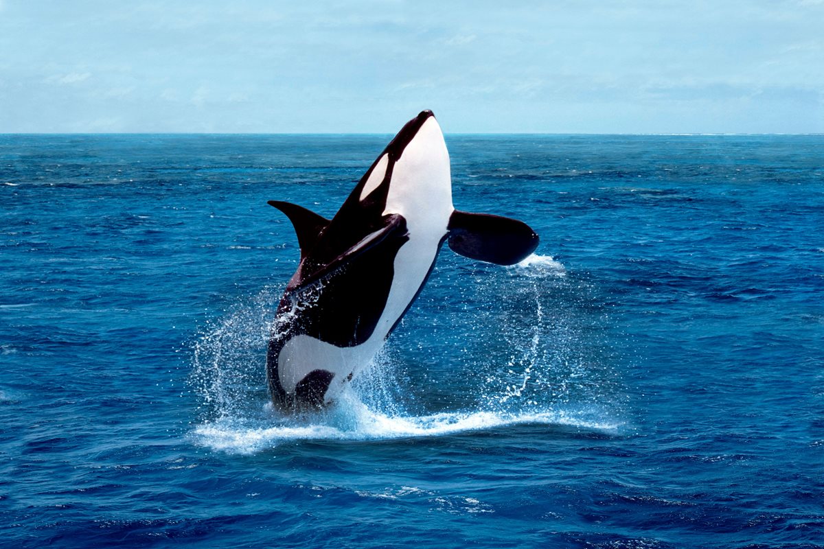Orca - Danemarca