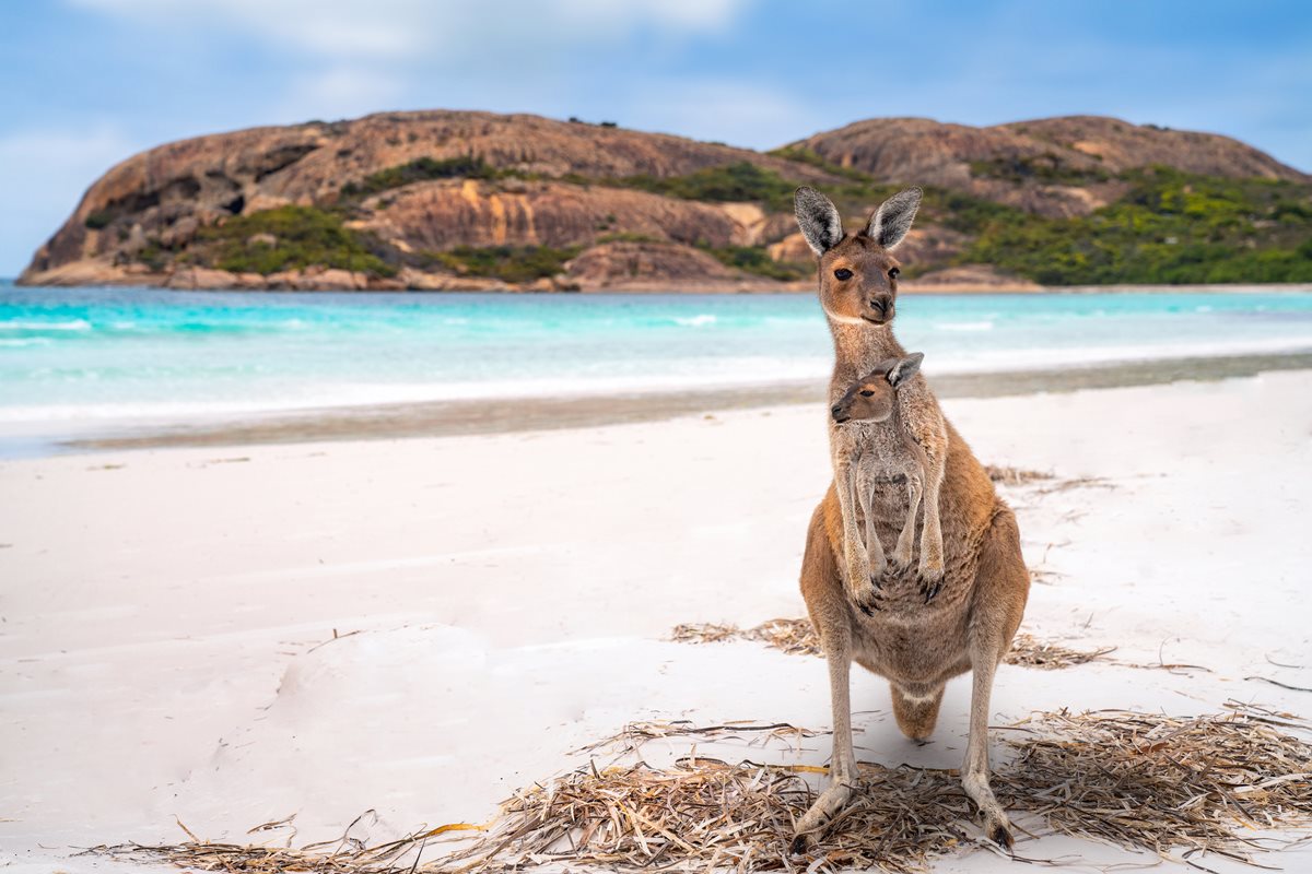 Cangur - Australia