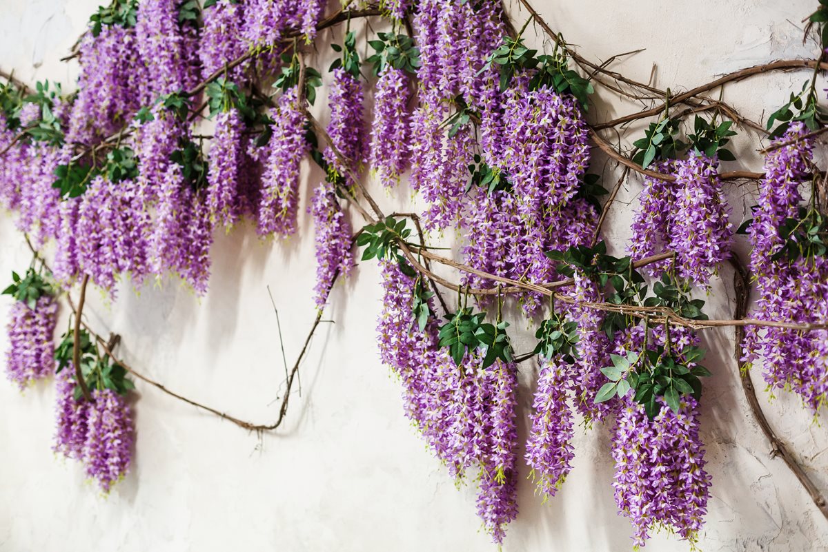 Wisteria - Londra