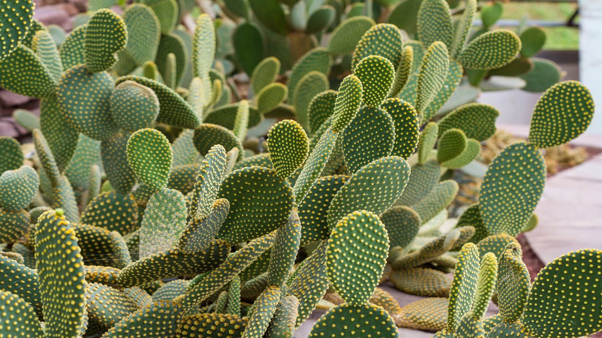 Cactus - Marbella