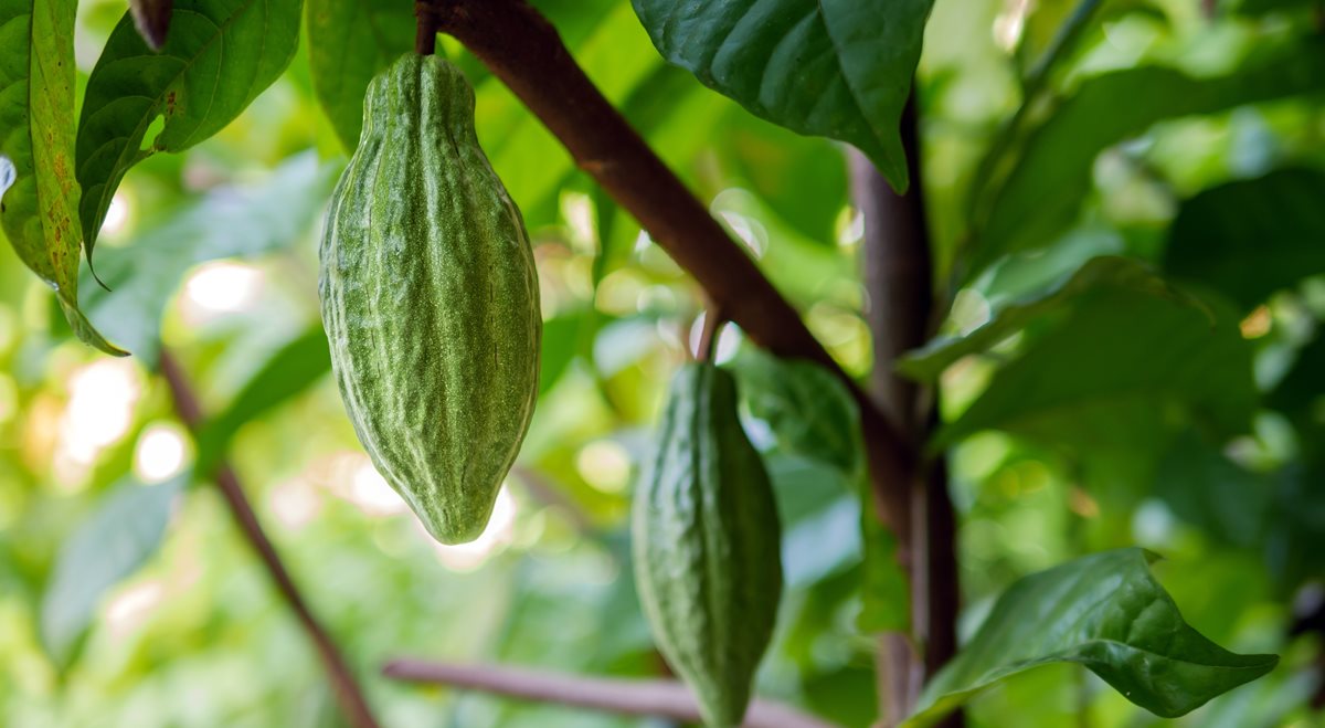 Plantatie de cacao - Luzon 