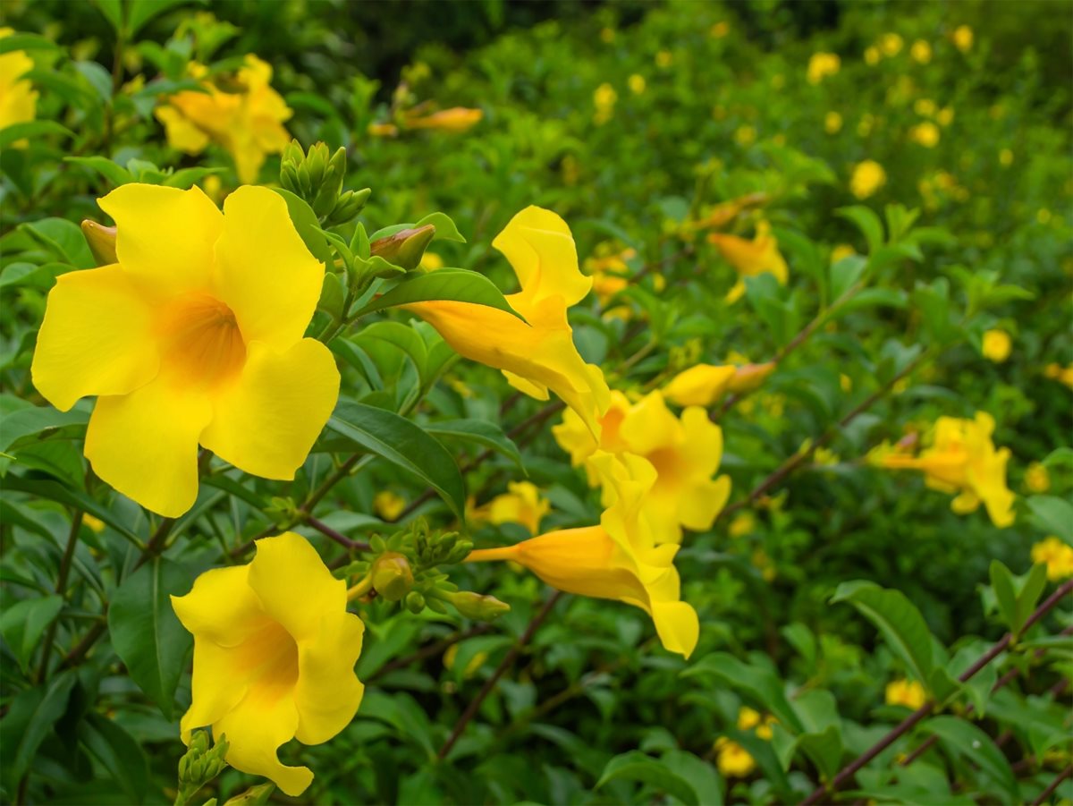 Allamanda cathartica - Brazilia