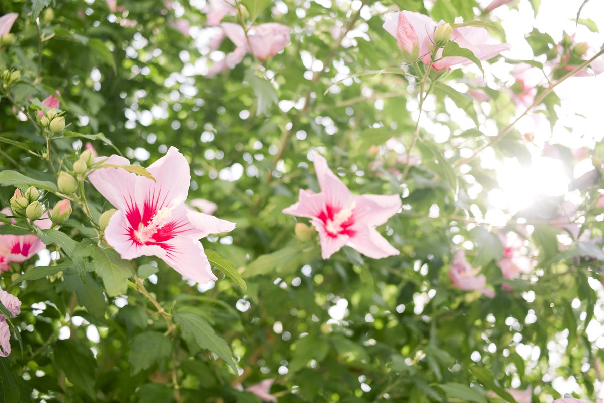 Hibiscus - Trou Aux Beaches