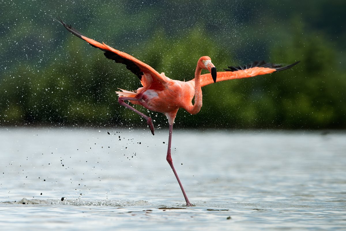Flamingo - Lesbos