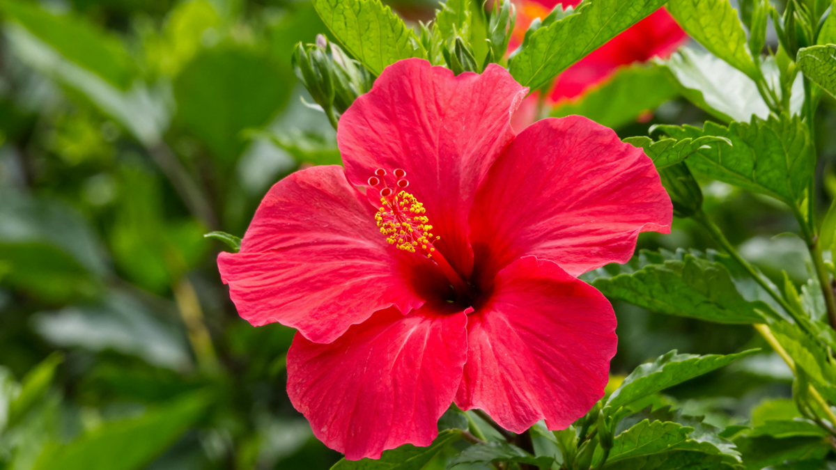 Hibiscus - Kyrenia 