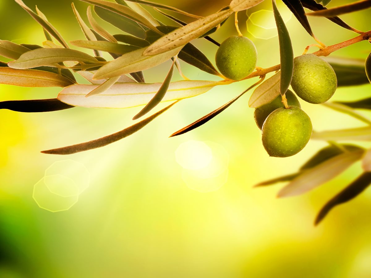 Maslin - Mellieha