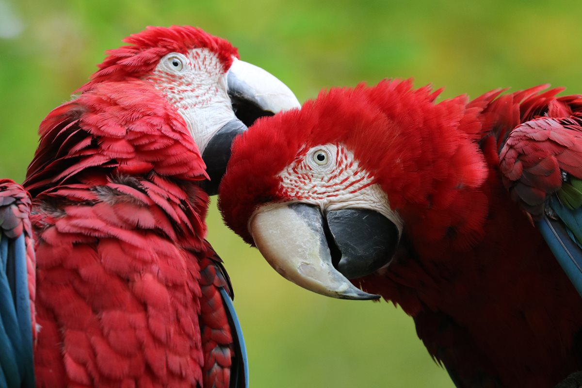 Papagali Macaws - Brazilia