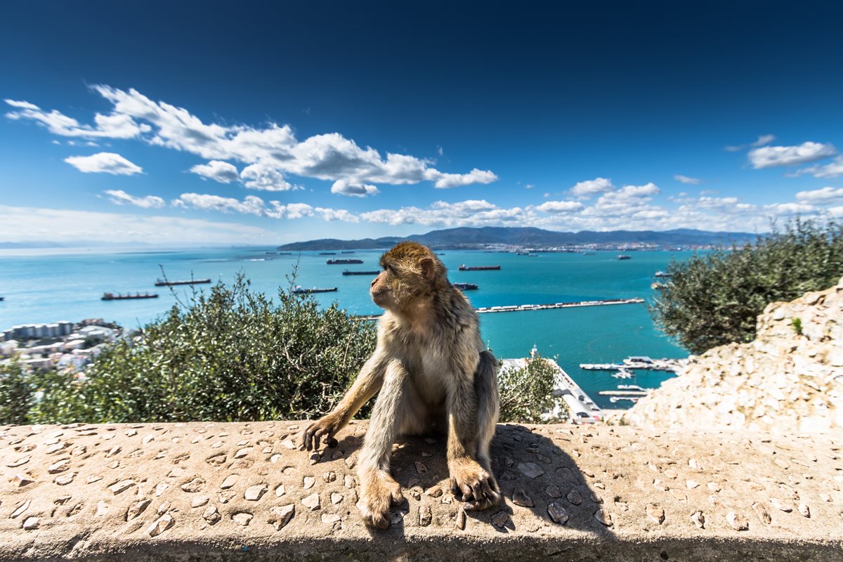 Macac Barbary - Coasta Atlanticului