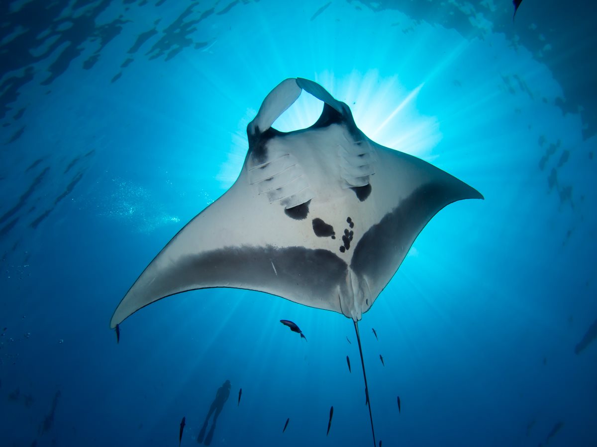 Raze manta - Dhaalu Atoll