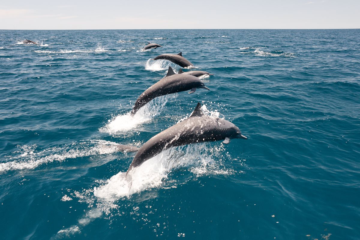 Delfini - Funchal