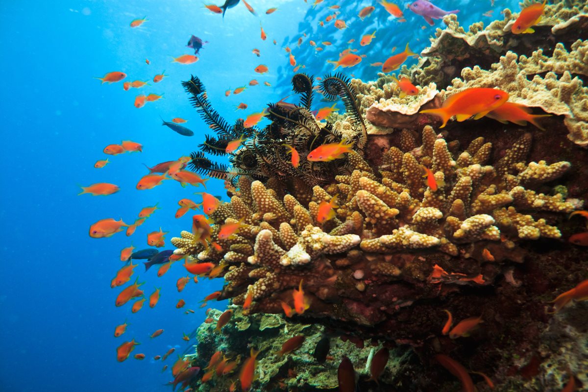 Recif de corali - Australia