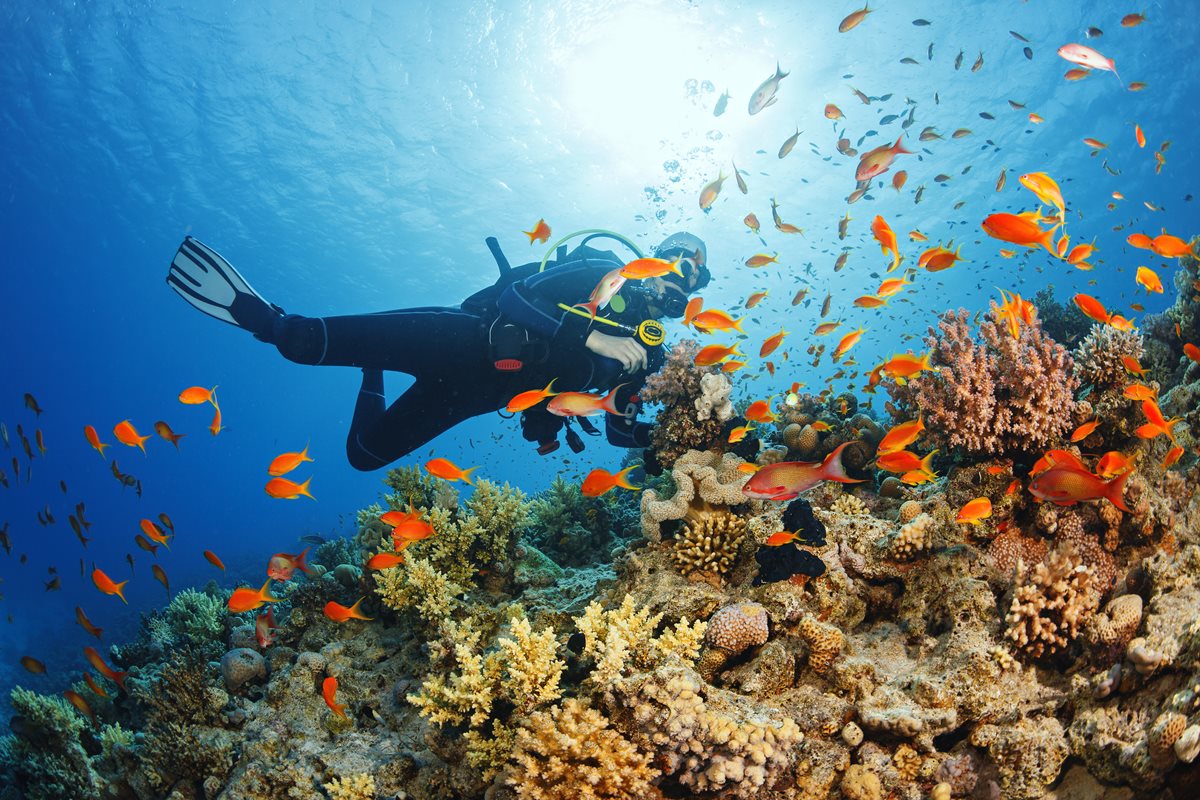 Scuba diving - Sharm El Sheikh