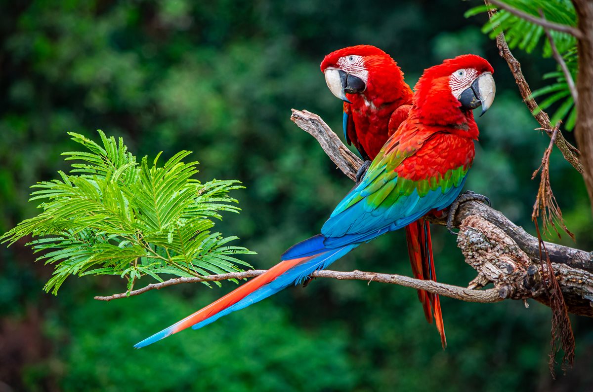 Macaws - Umm Al Quwain
