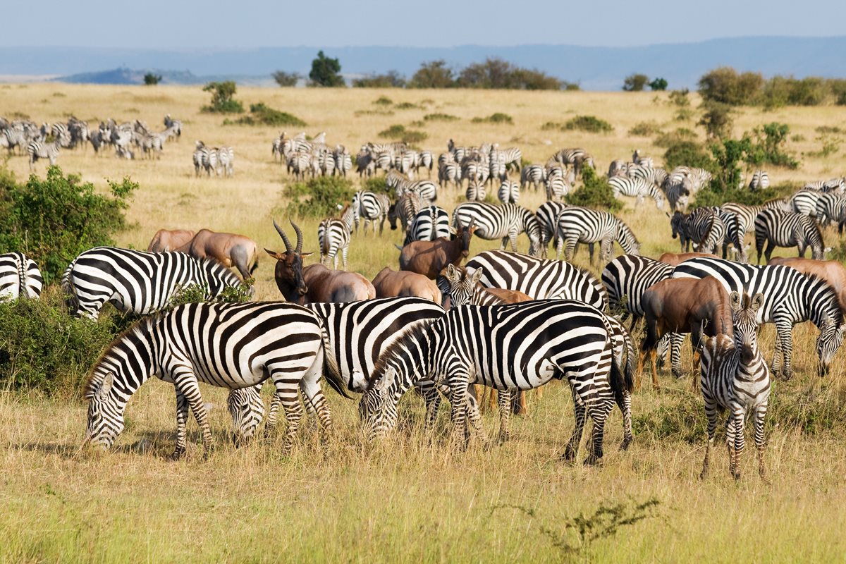 Marea Migratie zebre - Kenya