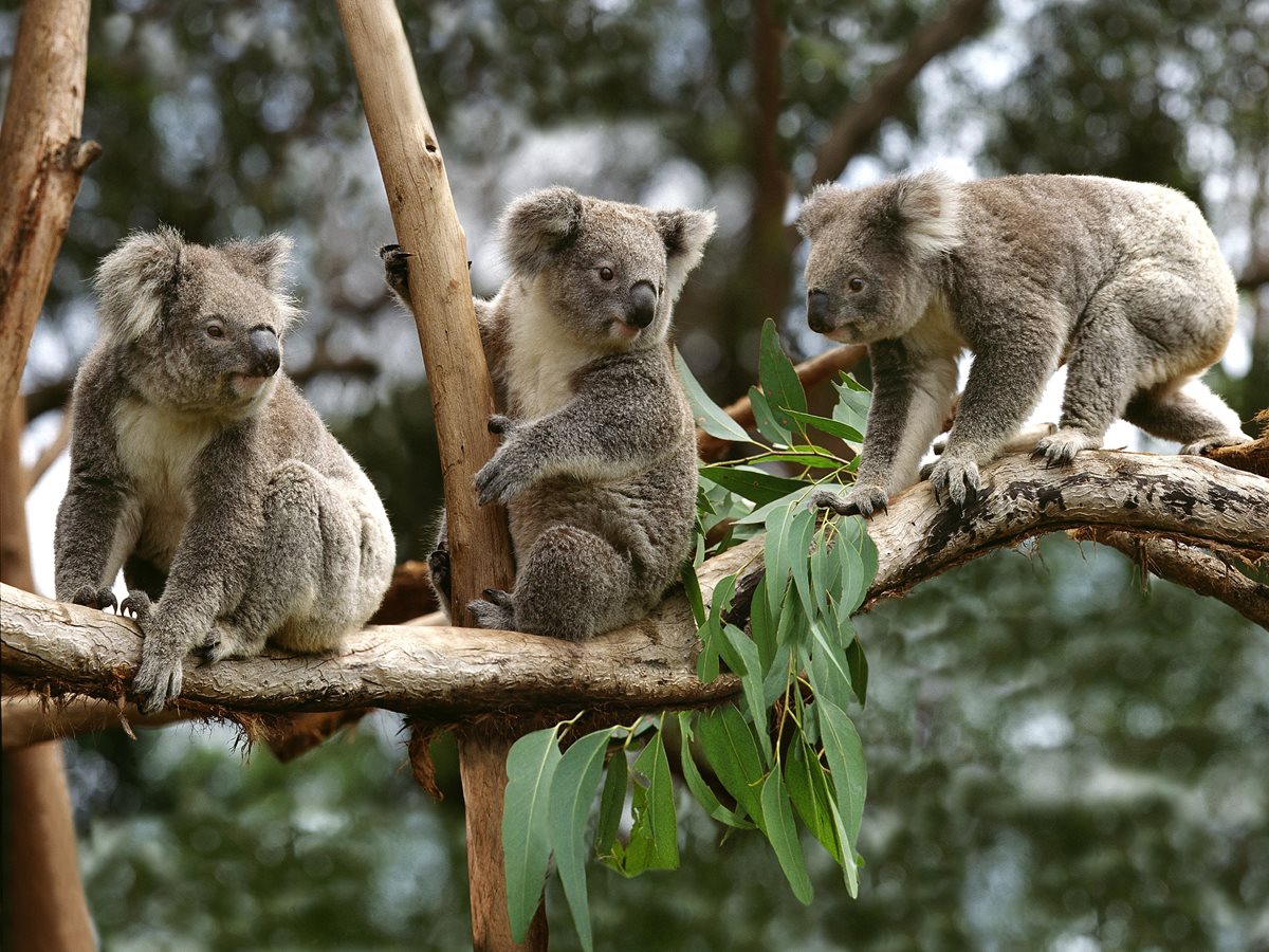 Koala - Sydney