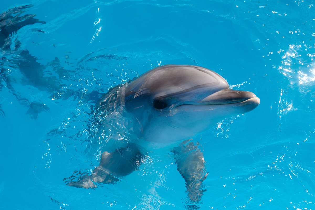 Delfin - Weligama