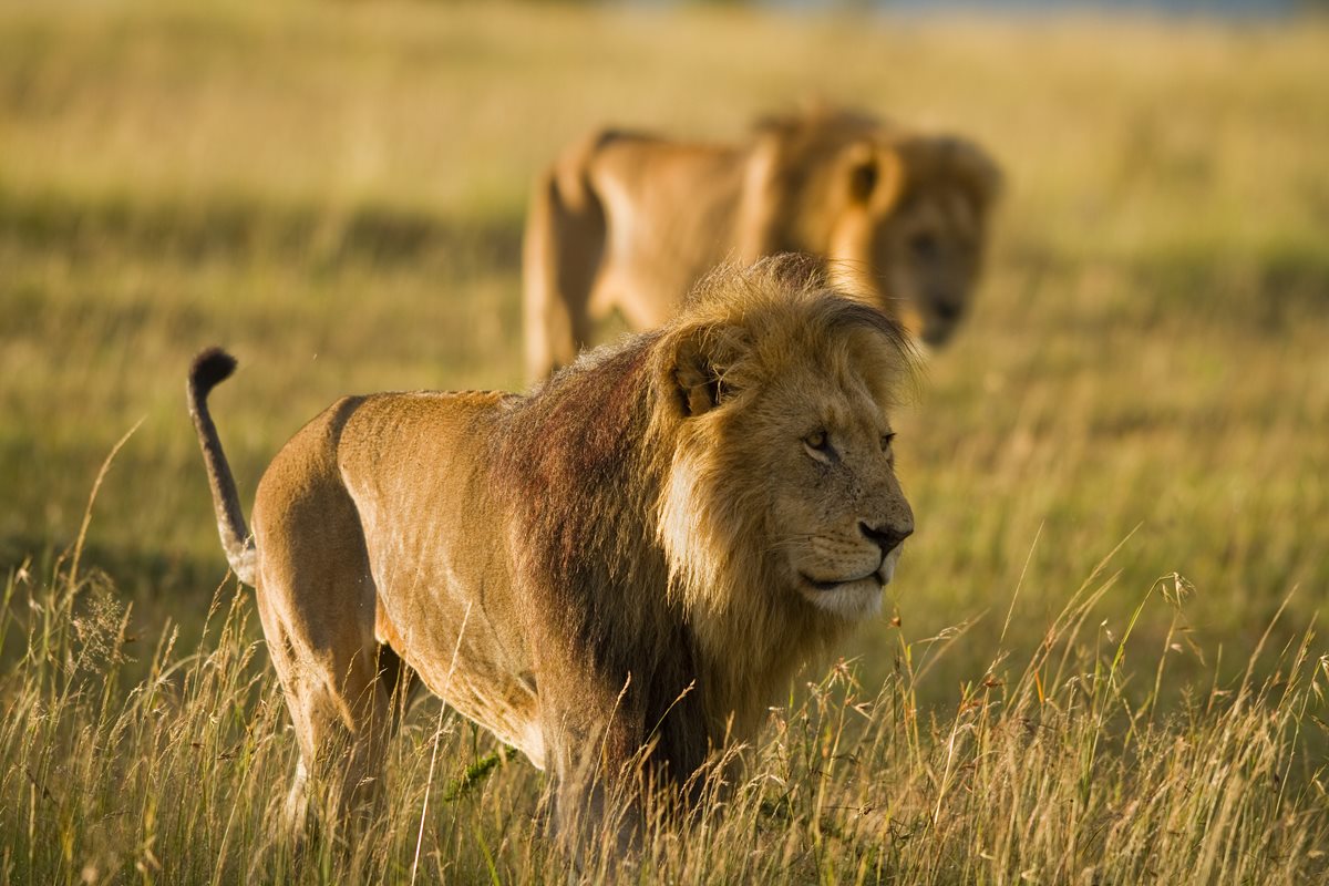 Lei - Masai Mara